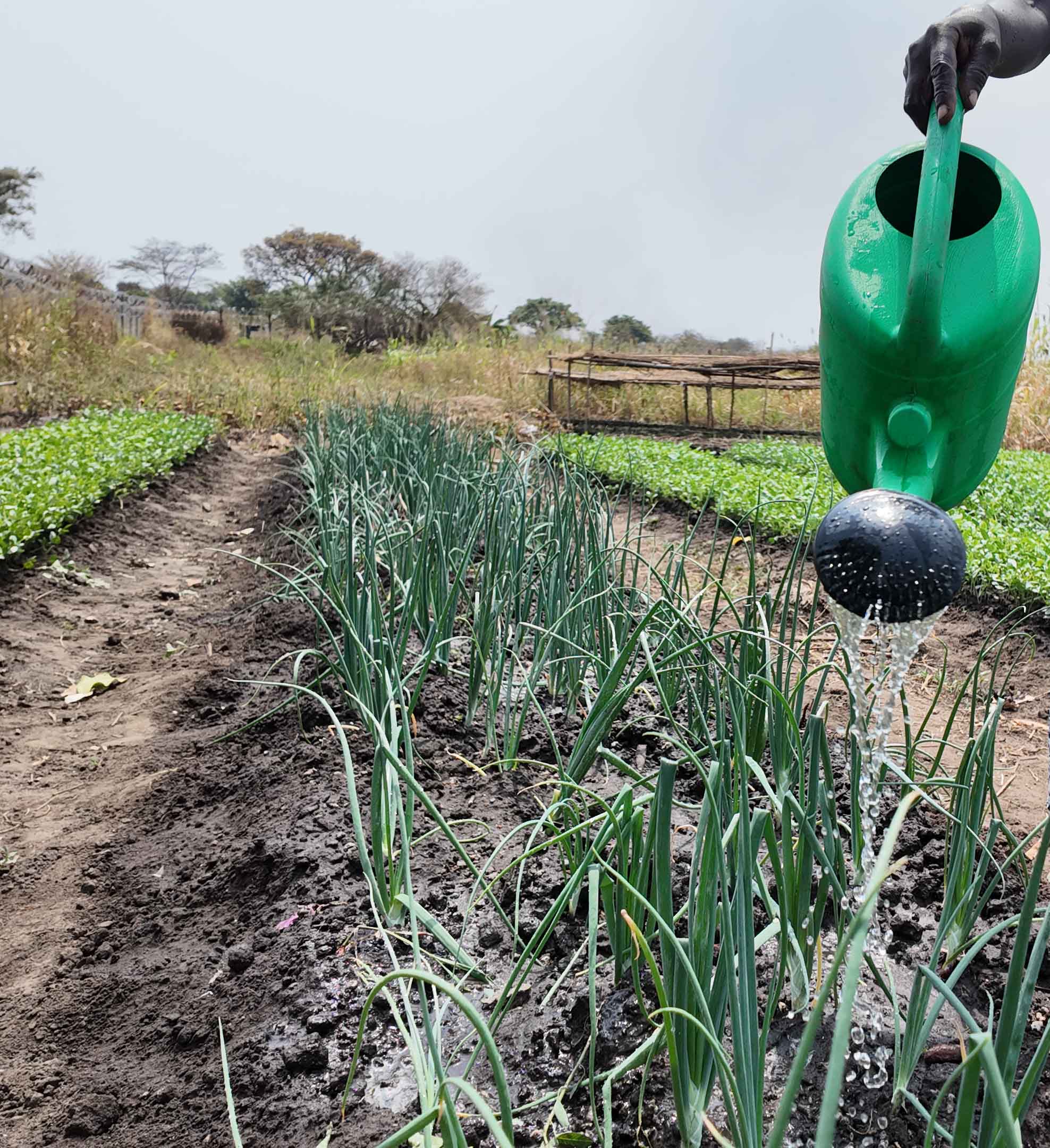 Livelihood and food security South Sudan